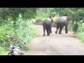 wild elephant in vadakarai 2