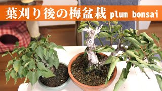 春の葉刈り後の梅盆栽の様子 - plum bonsai after cut leaves -