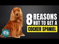 8 Reasons Why You Should Not Get a Cocker Spaniel