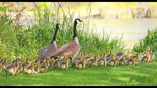 Family of ducks , Բադերի ընտանիքը Ամերիկյան այգում