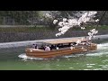 2021年京都の桜。岡崎疏水と十石舟