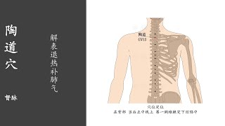 人体穴位341：陶道：解表退热补肺气，用手掌大鱼际擦按陶道穴3～5分钟，长期按摩，可治疗头痛、胸痛等病症 20220419