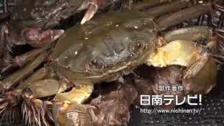 モクズガニ漁でカニマキ汁（宮崎県日南市）