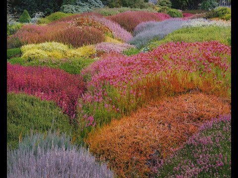 Is Scottish heather the same as lavender?