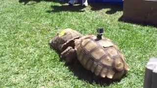 Flagler Turtle Fest: Turtle Wars!