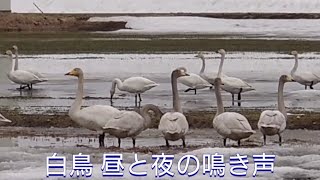 白鳥の昼と夜の鳴き声を比較 trumpeter swan(Day and night)　#白鳥 #鳴き声