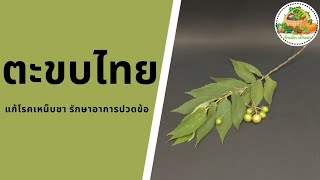 ประโยชน์ของตะขบไทย | Coffee Plum | กินผักเป็นยา