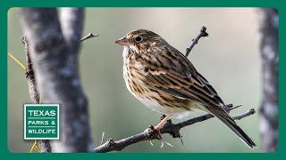 PBS Trailer - Mentor Magic, Fortlandia, Desert Sparrows