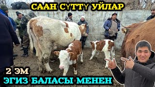 Чоң Кичине Аралаш СААН СҮТТҮҮ Уйлар / 9-Март 2025 Жыл