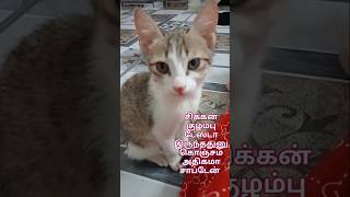 எல்லாரும் ஏன் என்ன முறச்சி பாங்குறிங்கோ #funny #comedy #pets