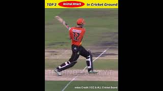Top 2 Animal Attack in cricket Ground #cricket #shorts