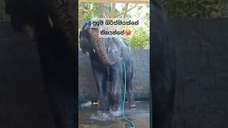 වතුර ටිකක් නා ගන්න ආවා ප්‍රේන්ස්🥵🐘