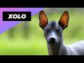 Xoloitzcuintle 🐶 One Of The Rarest Dog Breeds In The World | 1 Minute Animals