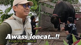 KINGKONG SAPI MOENSTER DIDATANGKAN DARI LUAR KOTA OLEH MAS RAMA