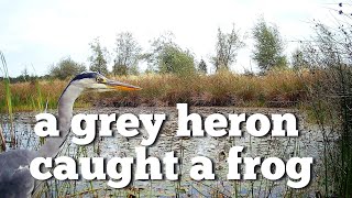 A grey heron caught a frog