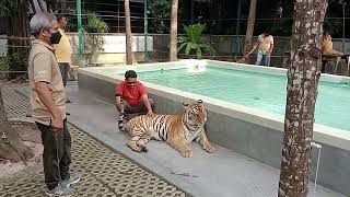 Thailand tiger asli