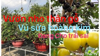 Độc đáo với vườn nho thân gỗ,vú sữa hoàng kim của vườn A-Dũng đang cho trái .☎️ 093 2122352./