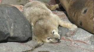 ゴマフアザラシの赤ちゃん誕生　おたる水族館