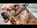 Aggressive Pitbull 😡🔥 | Must watch