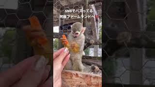 【熊本】阿蘇ファームランド｜ふれあい動物園🥕🦫