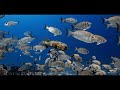 tahiti 1 dive in the pass of tiputa atoll of rangiroa tuamotu archipelago 4k showreel