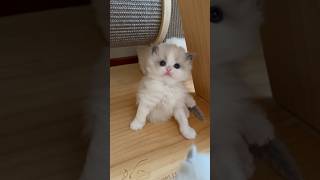 Ragdoll Kitten 🐱 So Cute #cutecat #ragdolls #catshorts