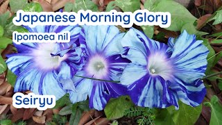 Morning Glory Seiryu #SeriMorningGlory