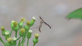 Beautiful Plume Moth (Amblyptilia acanthadactyla) - Brighton, October 2021