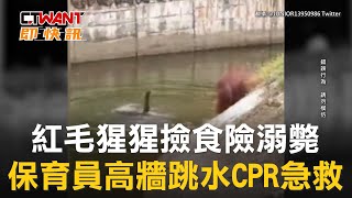 CTWANT 國際新聞 / 紅毛猩猩撿食險溺斃　保育員高牆跳水CPR急救