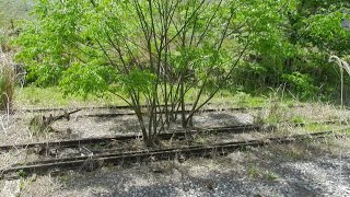 2021/05/13     西濃鉄道市橋線廃線跡、市橋駅周辺のレールの残っているところ