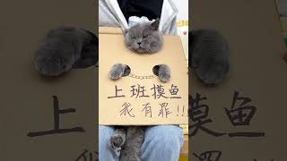 我看谁还敢上班摸鱼#后宫猫#记录猫咪日常#谁能拒绝傻憨憨的小猫咪