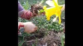 Dividing Daffodils // Nergisleri Ayırma #daffodils #permaculture #gardening #propagation