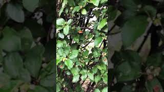 CLOSE UP VIDEO BUZZING BEE CAUGHT ON CAMERA #shorts