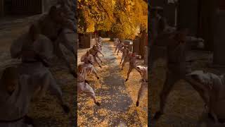 A 1500-year-old ginkgo tree in Shaolin Temple 少林寺有一千五百年的银杏树 #shaolin  #kungfu #ginkgo #少林  #银杏树