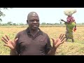 Dziko la Mkaka ndi Uchi - 17 November 2022