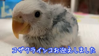 ターコイズブルーのコザクラインコお迎えしました♪