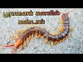 பூரானைக் கனவில் கண்டால் |puranai kanavil kandal enna palan | centipede in dream | Anita's clips