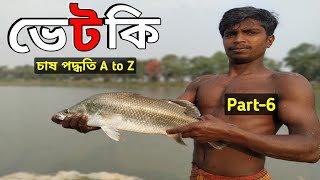 Exclusive:ভেটকি মাছের চাষ পদ্ধতি A to Z Part -6 | how to cultivate sea bass | Vekti fish | কোরাল মাছ