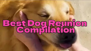 Best Dog Reunion Compilation