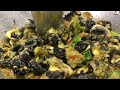 delicious snail cooking ម្ហូបពិសេសឆាក្តៅខ្យង