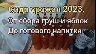 Сидр из груш и яблок 2023.