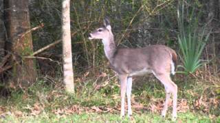 2010 1218 Deers on UHCL campus