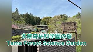 多摩森林科学園の桜　Cherry Blossoms in Tama Forest Science Garden (Takao, Tokyo)