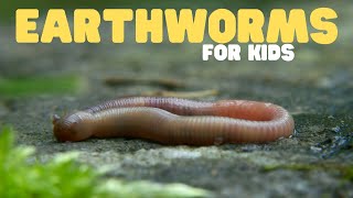 Earthworms for Kids | Learn all about these slimy animals