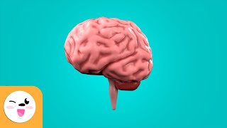 The Brain for Kids - What is the brain and how does it work?