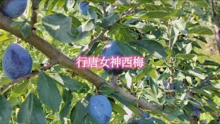 行唐女神西梅，原生态的绿色食品 ，纯绿色无公害水果