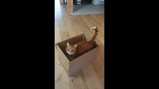 Cody cat thoroughly examines a cardboard box #shorts