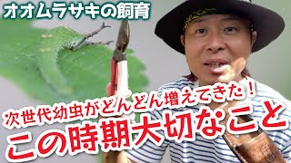 43代目！オオムラサキ飼育作業！大木のエノキに網を掛ける！？