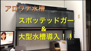 アロワナ水槽    新魚ガーと大型水槽導入！！