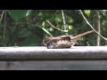 song sparrow sunbathing hq hd